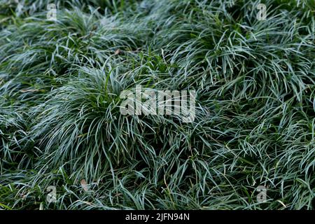 Ophiopogon japonicus close up Banque D'Images