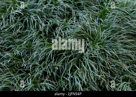 Ophiopogon japonicus close up Banque D'Images