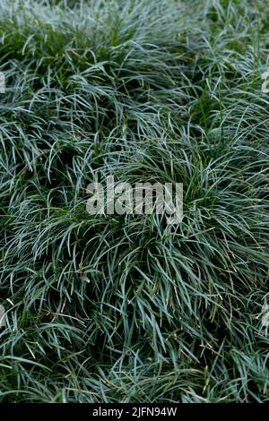 Ophiopogon japonicus close up Banque D'Images