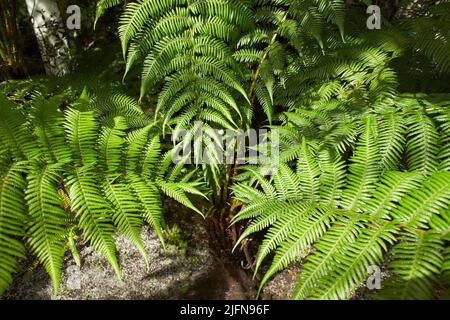 Les feuilles de Fern avec un beau motif sous une lumière vive en été dans une forêt de montagne Banque D'Images