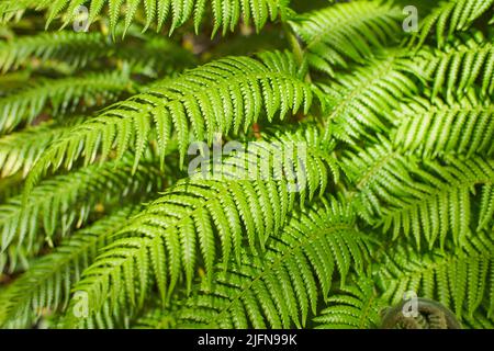 Les feuilles de Fern avec un beau motif sous une lumière vive en été dans une forêt de montagne Banque D'Images