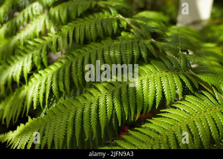 Les feuilles de Fern avec un beau motif sous une lumière vive en été dans une forêt de montagne Banque D'Images