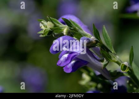 Fleur en forme de chapeau de fleur. On l'appelle aussi crosse de palpaces, on le trouve dans le sol sec au bord des bois, ou le long des chaussées. Banque D'Images