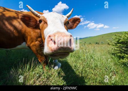 Jeune vache rouge dans un pâturage sur fond de montagnes. Vache sur fond de montagnes. Vaches dans les Carpates. Banque D'Images