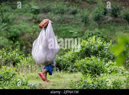 Travailleur portant des feuilles de thé dans un sac dans un jardin de thé de rangapani.cette photo a été prise de Chittagong, Bangladesh. Banque D'Images