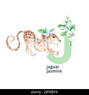 Lettre J, jaguar avec jasmin, animaux colorés et fleur ABC alphabet. Illustration aquarelle isolée sur fond blanc. Banque D'Images