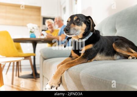 Un chien mignon allongé sur un canapé tandis que les propriétaires s'assoyaient à la table à manger dans la cuisine Banque D'Images