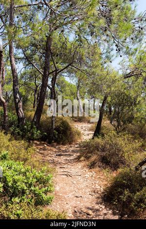 Vue sur les pins appelés Pinus brutia et un sentier capturé sur la côte égéenne de la Turquie. C'est un jour d'été ensoleillé. Banque D'Images