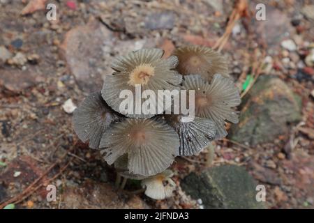 Gros plan d'un groupe de champignons de couleur brune fleurissent sur un sol sale Banque D'Images