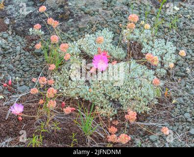 amortir les fleurs de sarrasin et de bitterroot dans une glade rocheuse près d'augusta, montana