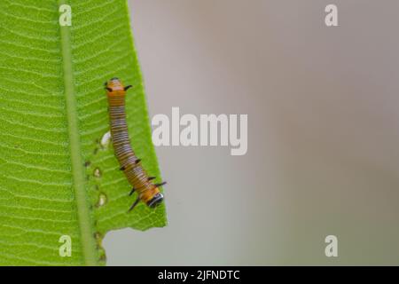 La chenille de papillon commun se nourrissant sur la feuille de plante d'oléander. Mise au point sélective utilisée. Banque D'Images