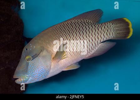 Napoleon Fish, le grand wrasse, Cheilinus undulatus. Banque D'Images