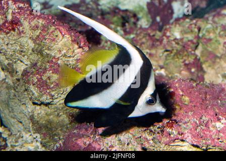 Wimpelfish, Heniochus diphreutes. Banque D'Images