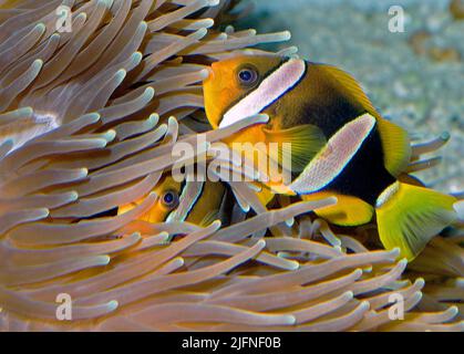 Anemonefish de Clark, Amphiprion clarkii Banque D'Images