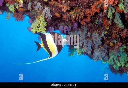 Maure Idol, Zanclus cornutus, nageant sous un mur de récif suspendu aux Maldives. Banque D'Images