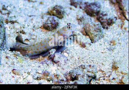 Crevettes tachetées (Amblyeleotris guttata) de Kuredu, aux maldives. Banque D'Images