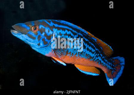 Cuckoo Wrasse, Labrus bimaculatus, homme. Banque D'Images