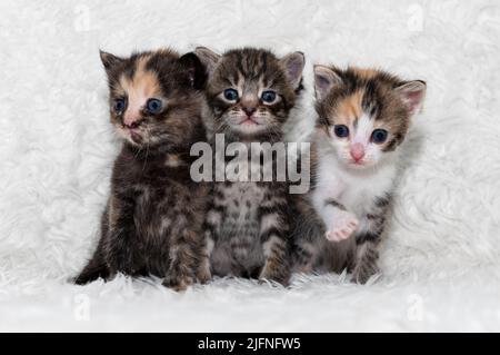 Trois petits chatons mignons sont assis sur une couverture douce. Trois jolis chatons mignons mirent et sourient Banque D'Images