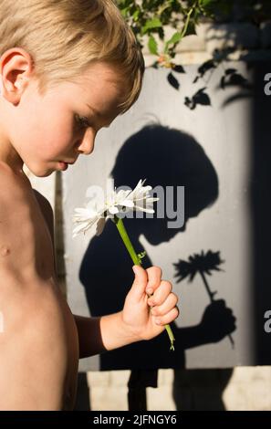 le garçon se tient avec une fleur de camomille dans sa main lors d'une journée ensoleillée, derrière lui se trouve son ombre contrastée. Solitude, âme, moment. Jour d'été, chil Banque D'Images