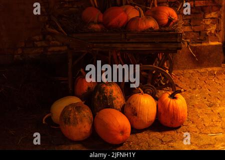 Assortiment varié de citrouilles sur un fond de bois. Chasse d'automne. Banque D'Images