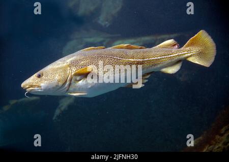 Morue franche, Gadus morhua. Banque D'Images