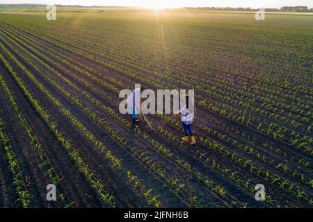 Image aérienne de l'agriculteur senior qui hale dans le champ de maïs et femme d'affaires qui supervise , tirer à partir de drone Banque D'Images