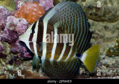 Pacific Sailfin Tang, Zebrasoma veliferum. Banque D'Images