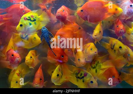 Le cichlide du perroquet sanguin est un hybride entre le cichlid midas (Amphilophus citrinellus) et le cichlid à tête rouge (Vieja melanura) Banque D'Images