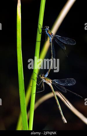 Paire d'Emerald Damselfly, Lestes sponsors, accouplement. Homme au sommet. Banque D'Images