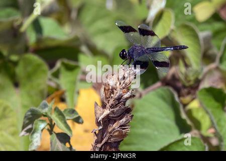 Échouement à bandes (Brachythemis leucosticta) du parc Tsarasaotra, Madagascar Banque D'Images