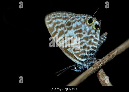Bleu zèbre commun (Leptotes piritthous) de Berenty, au sud de Madagascar. Banque D'Images