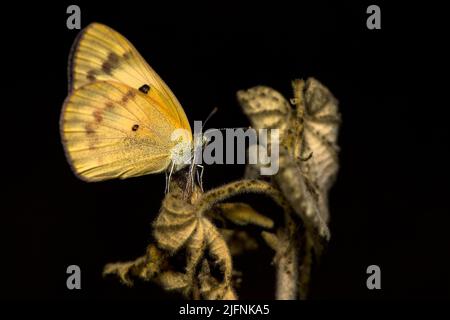 Catopsilia sp. (?), photo de Berenty, sud de Madagascar. Banque D'Images