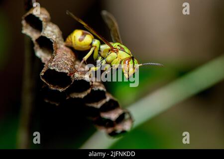 Magnifique guêpe (Ropalidia sp.) de Palmarium, Madagascar. Banque D'Images