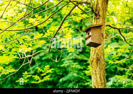 Nid en bois artificiel attaché à un arbre. Parc naturel du Monasterio de Piedra - Monastère de pierre. Nuévalos, Saragosse, Aragón, Espagne, Europe Banque D'Images