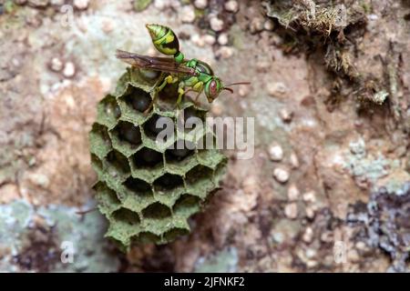 Belle guêpe (Ropalidia sp.) sur elle est ruche avec des oeufs et des larves visibles. Photo d'Andasibe, Madagascar. Banque D'Images