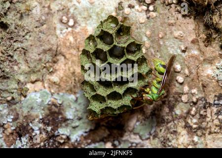 Belle guêpe (Ropalidia sp.) sur elle est ruche avec des oeufs et des larves visibles. Photo d'Andasibe, Madagascar. Banque D'Images