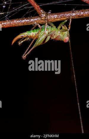 Magnifique katydide avec de très longues antennes de la forêt tropicale du parc national de Tanjung Puting, Kalimantan, Bornéo, Indonésie. Banque D'Images