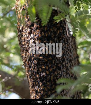 Colonie d'abeilles géantes (APIs dorsata) au rajasthan, en Inde. Banque D'Images