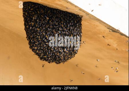 Colonie d'abeilles géantes (APIs dorsata) dans les backyars d'une maison au Rajasthan, en Inde. Banque D'Images