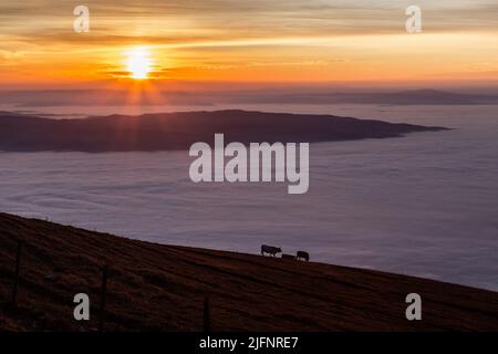 Vaches pasteurs sur la montagne Subasio, au-dessus d'une mer de brouillard au coucher du soleil Banque D'Images
