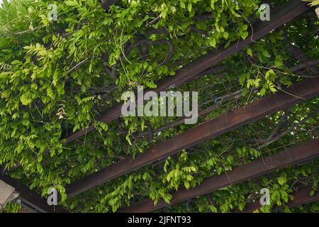 Pergola avec plantes grimpantes. Banque D'Images