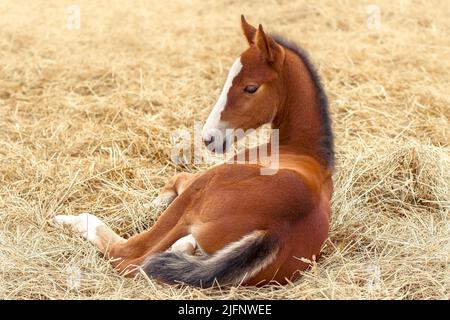 Portrait d'un colt pur-sang . Cheval nouveau-né. Le magnifique foal est couché dans la paille. Jour d'été ensoleillé. Extérieur. Un cheval de sport pur-sang Banque D'Images