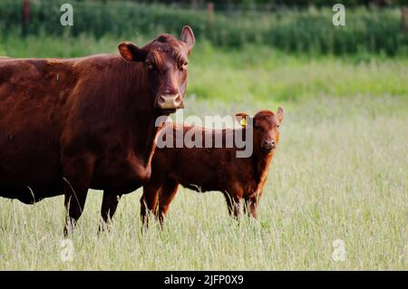 Une vache et un veau étaient tout aussi curieux Banque D'Images