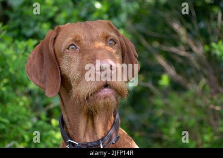 Photo de la tête de Vizsla à cheveux hongrois Banque D'Images