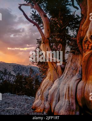 Le coucher du soleil, Bristlecone Pine, Pinus longaeva, Montagnes Blanches, Inyo National Forest, l'Est de la Sierra, en Californie Banque D'Images