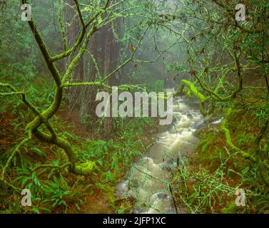 Webb Creek, raides Ravine, parc national de Mount Tamalpais, comté de Marin, Californie Banque D'Images