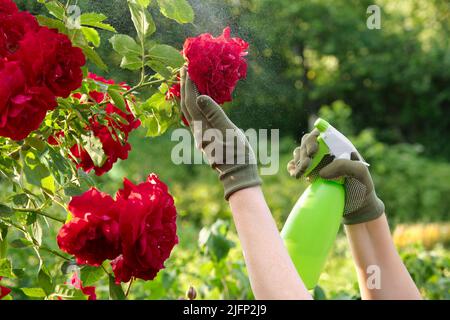 Jardinier pulvérisant des roses à l'aide d'une bouteille vaporisée dans un jardin. Traitement des plants de roses touchés à partir d'une bouteille de pulvérisation. Soin des plantes de jardin. Banque D'Images