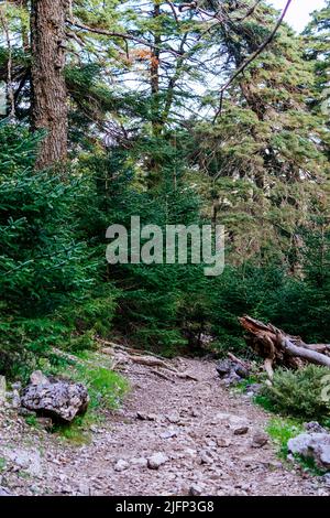 Route dans la Sierra de las Nieves à travers la Cañada del Cuerno, un endroit où les fermes espagnoles abondent. Parc national de la Sierra de las Nieves, Parque Naciona Banque D'Images