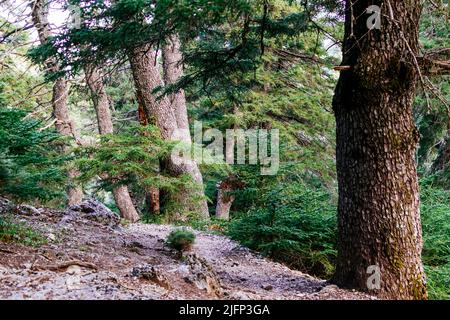 Route dans la Sierra de las Nieves à travers la Cañada del Cuerno, un endroit où les fermes espagnoles abondent. Parc national de la Sierra de las Nieves, Parque Naciona Banque D'Images