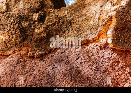 Détail du coffre. Le Quercus suber, communément appelé le chêne-liège, est un chêne de taille moyenne, à feuilles persistantes, dans la section Quercus secte cerris. Sierra de las ni Banque D'Images